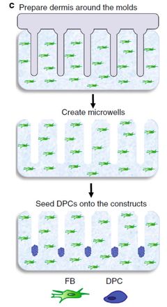 3D打印毛囊突破性進(jìn)展 '頭發(fā)工廠'將為禿頂帶來新希望